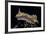 Chromodoris Kuniei Nudibranch, Beqa Lagoon, Fiji-Stocktrek Images-Framed Photographic Print