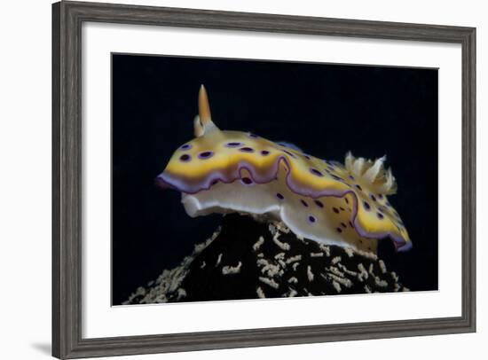 Chromodoris Kuniei Nudibranch, Beqa Lagoon, Fiji-Stocktrek Images-Framed Photographic Print