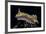 Chromodoris Kuniei Nudibranch, Beqa Lagoon, Fiji-Stocktrek Images-Framed Photographic Print