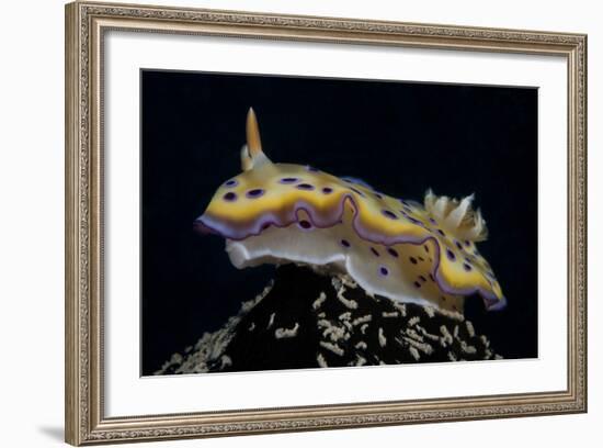 Chromodoris Kuniei Nudibranch, Beqa Lagoon, Fiji-Stocktrek Images-Framed Photographic Print