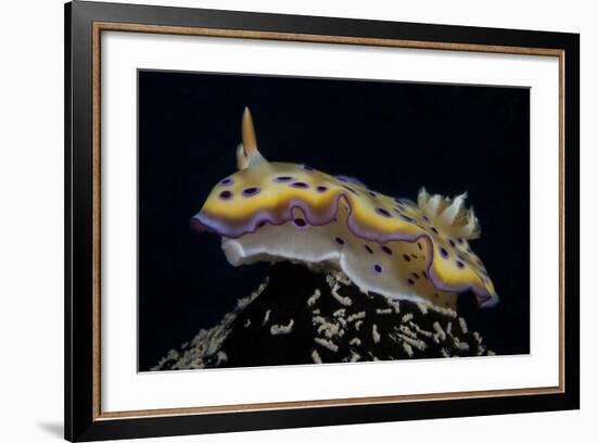 Chromodoris Kuniei Nudibranch, Beqa Lagoon, Fiji-Stocktrek Images-Framed Photographic Print