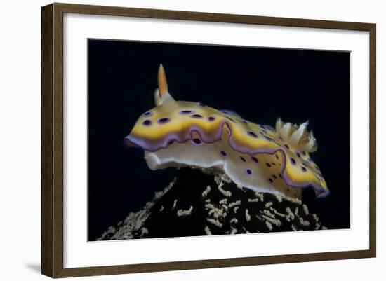 Chromodoris Kuniei Nudibranch, Beqa Lagoon, Fiji-Stocktrek Images-Framed Photographic Print