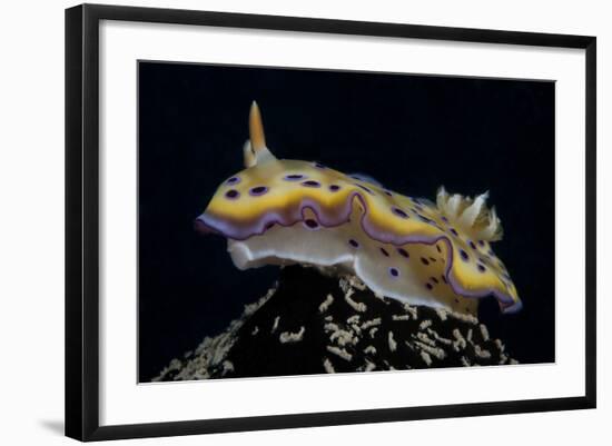 Chromodoris Kuniei Nudibranch, Beqa Lagoon, Fiji-Stocktrek Images-Framed Photographic Print