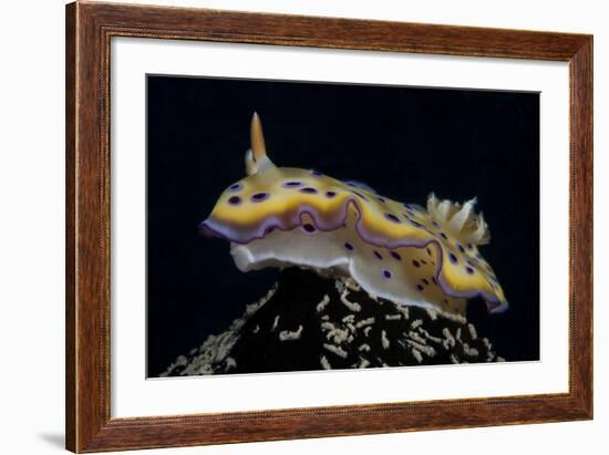 Chromodoris Kuniei Nudibranch, Beqa Lagoon, Fiji-Stocktrek Images-Framed Photographic Print