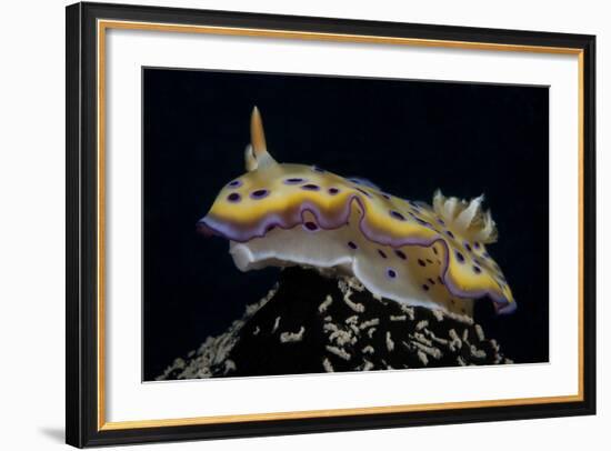 Chromodoris Kuniei Nudibranch, Beqa Lagoon, Fiji-Stocktrek Images-Framed Photographic Print