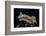 Chromodoris Kuniei Nudibranch, Beqa Lagoon, Fiji-Stocktrek Images-Framed Photographic Print