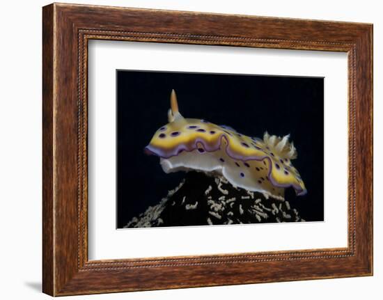 Chromodoris Kuniei Nudibranch, Beqa Lagoon, Fiji-Stocktrek Images-Framed Photographic Print