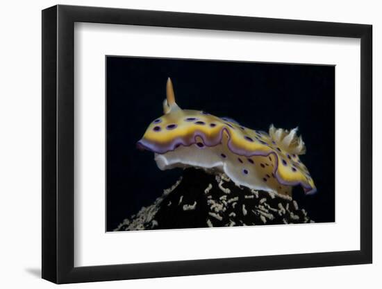 Chromodoris Kuniei Nudibranch, Beqa Lagoon, Fiji-Stocktrek Images-Framed Photographic Print