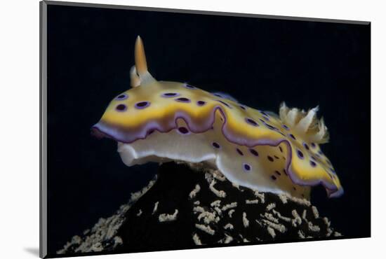 Chromodoris Kuniei Nudibranch, Beqa Lagoon, Fiji-Stocktrek Images-Mounted Photographic Print