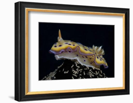 Chromodoris Kuniei Nudibranch, Beqa Lagoon, Fiji-Stocktrek Images-Framed Photographic Print