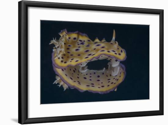 Chromodoris Kuniei Nudibranch, Beqa Lagoon, Fiji-Stocktrek Images-Framed Photographic Print