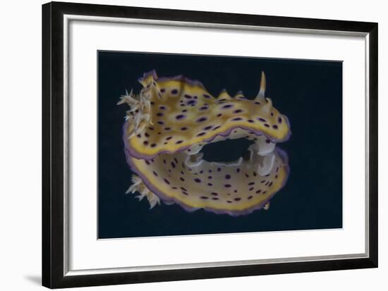 Chromodoris Kuniei Nudibranch, Beqa Lagoon, Fiji-Stocktrek Images-Framed Photographic Print