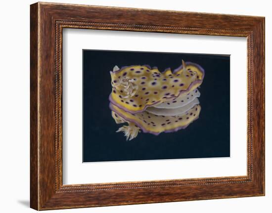 Chromodoris Kuniei Nudibranch, Beqa Lagoon, Fiji-Stocktrek Images-Framed Photographic Print