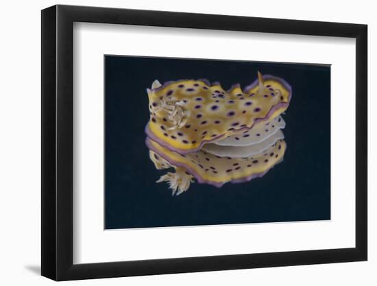 Chromodoris Kuniei Nudibranch, Beqa Lagoon, Fiji-Stocktrek Images-Framed Photographic Print