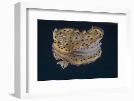 Chromodoris Kuniei Nudibranch, Beqa Lagoon, Fiji-Stocktrek Images-Framed Photographic Print