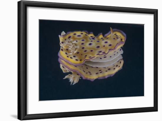 Chromodoris Kuniei Nudibranch, Beqa Lagoon, Fiji-Stocktrek Images-Framed Photographic Print