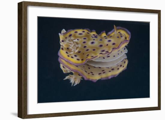 Chromodoris Kuniei Nudibranch, Beqa Lagoon, Fiji-Stocktrek Images-Framed Photographic Print
