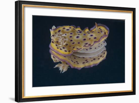 Chromodoris Kuniei Nudibranch, Beqa Lagoon, Fiji-Stocktrek Images-Framed Photographic Print