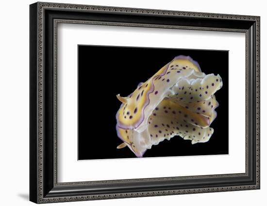 Chromodoris Kuniei Nudibranch, Beqa Lagoon, Fiji-Stocktrek Images-Framed Photographic Print