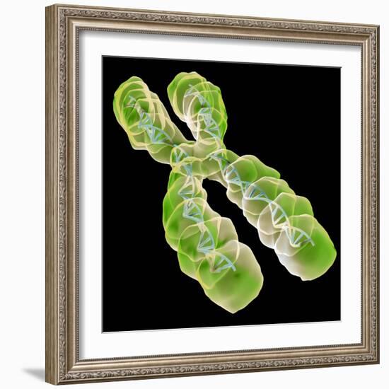 Chromosome, Artwork-Friedrich Saurer-Framed Premium Photographic Print