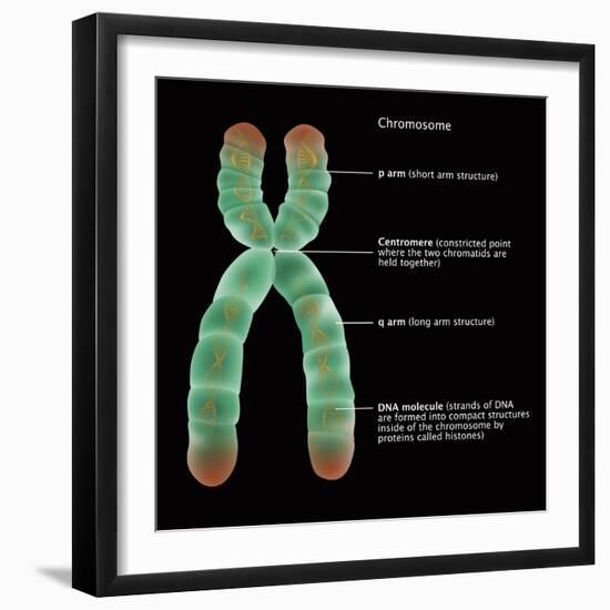 Chromosome Structure, Illustration-Gwen Shockey-Framed Giclee Print
