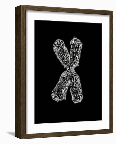 Chromosome-Tim Vernon-Framed Photographic Print