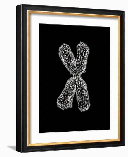 Chromosome-Tim Vernon-Framed Photographic Print