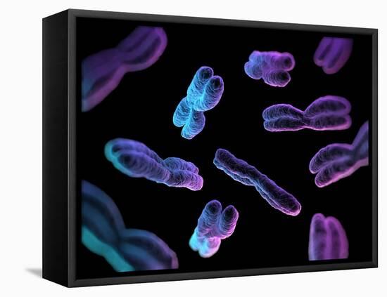 Chromosomes, Artwork-SCIEPRO-Framed Premier Image Canvas