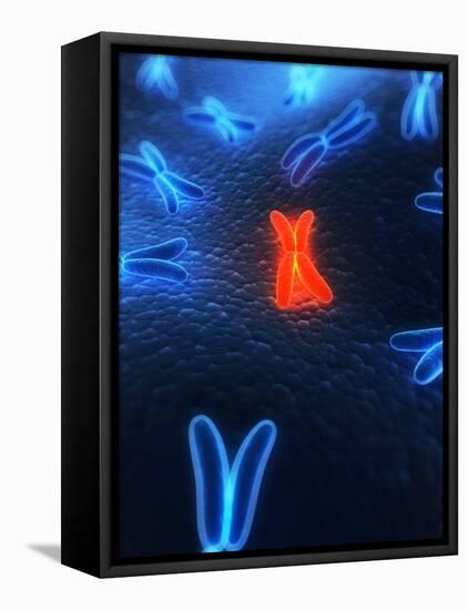 Chromosomes, Artwork-SCIEPRO-Framed Premier Image Canvas