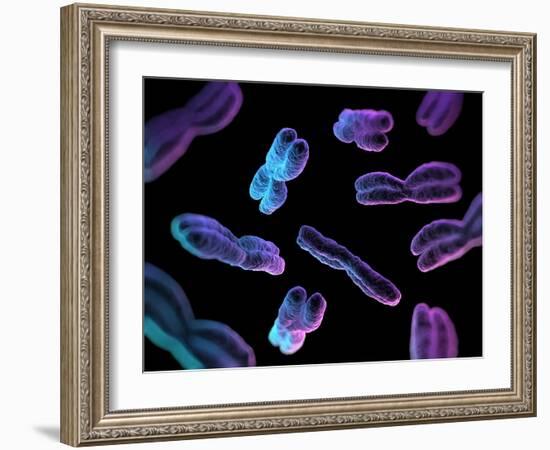Chromosomes, Artwork-SCIEPRO-Framed Photographic Print