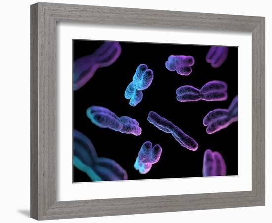 Chromosomes, Artwork-SCIEPRO-Framed Photographic Print