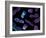 Chromosomes, Artwork-SCIEPRO-Framed Photographic Print