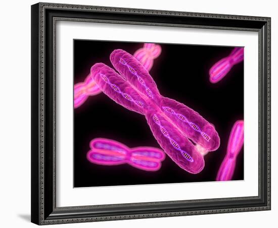 Chromosomes, Artwork-SCIEPRO-Framed Photographic Print