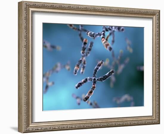 Chromosomes-Equinox Graphics-Framed Photographic Print