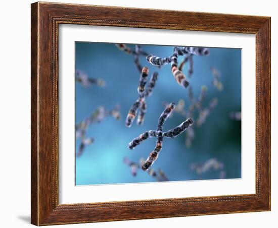 Chromosomes-Equinox Graphics-Framed Photographic Print