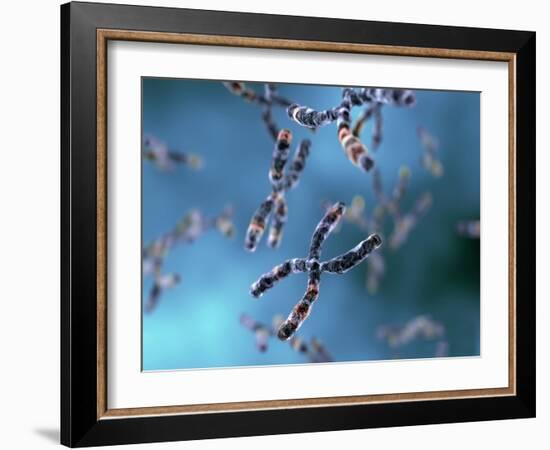 Chromosomes-Equinox Graphics-Framed Photographic Print