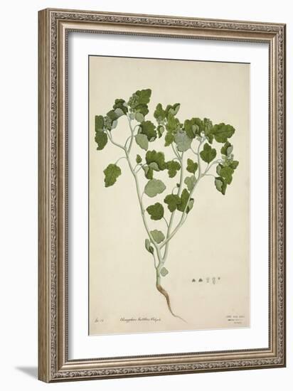 Chrozophora Rottleri Klotzsch, 1800-10-null-Framed Giclee Print