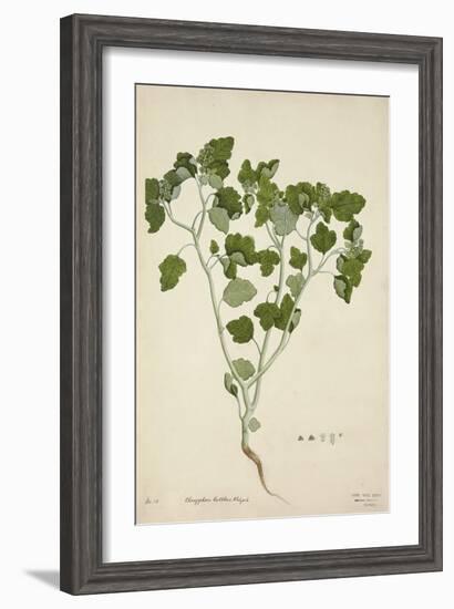 Chrozophora Rottleri Klotzsch, 1800-10-null-Framed Giclee Print