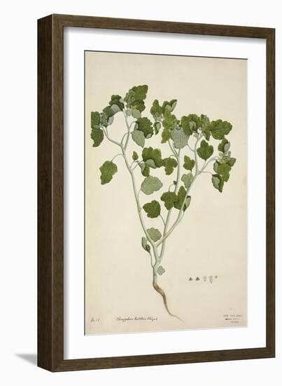 Chrozophora Rottleri Klotzsch, 1800-10-null-Framed Giclee Print