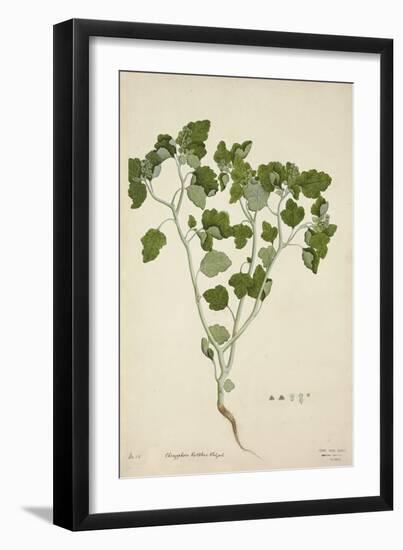 Chrozophora Rottleri Klotzsch, 1800-10-null-Framed Giclee Print