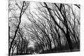 Photographic Print