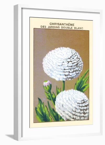 Chrysantheme Des Jardins Double Blanc-null-Framed Art Print