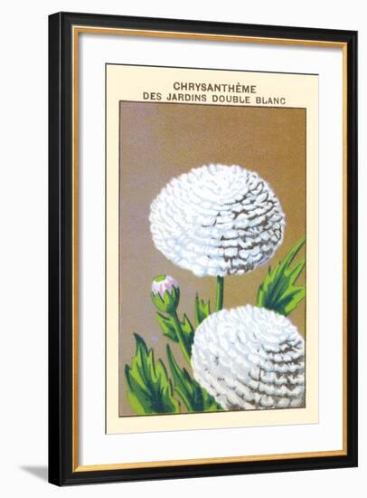 Chrysantheme Des Jardins Double Blanc-null-Framed Art Print