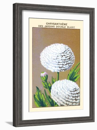 Chrysantheme Des Jardins Double Blanc-null-Framed Art Print