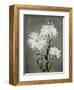 Chrysanthemum, 19th Century-Ogawa Kazuma-Framed Giclee Print