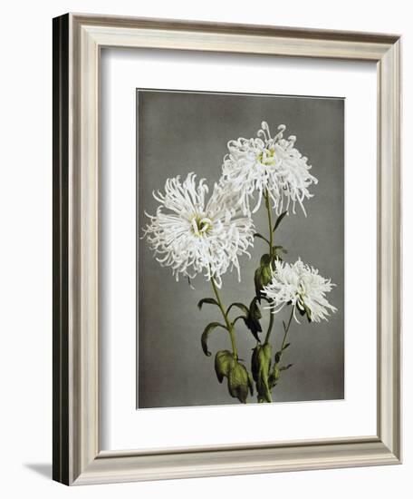 Chrysanthemum, 19th Century-Ogawa Kazuma-Framed Giclee Print