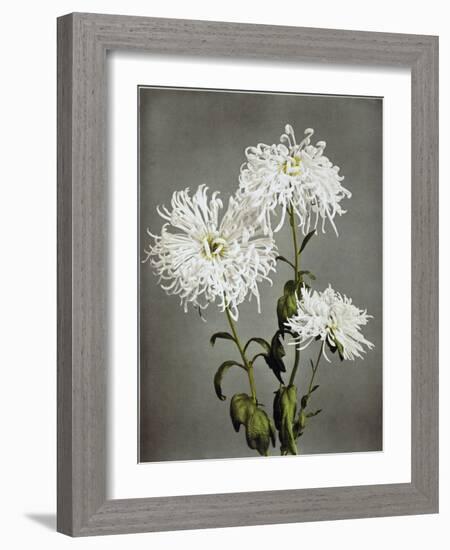 Chrysanthemum, 19th Century-Ogawa Kazuma-Framed Giclee Print