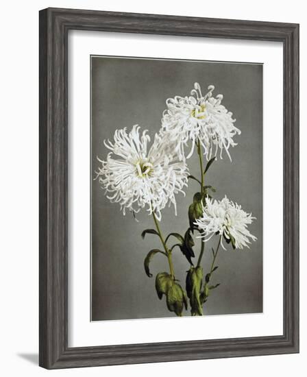 Chrysanthemum, 19th Century-Ogawa Kazuma-Framed Giclee Print