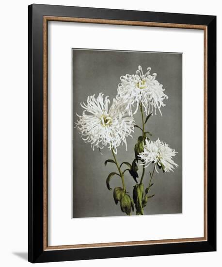Chrysanthemum, 19th Century-Ogawa Kazuma-Framed Giclee Print