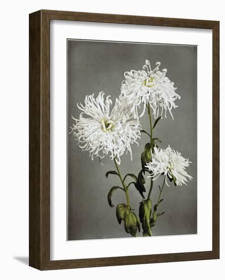 Chrysanthemum, 19th Century-Ogawa Kazuma-Framed Giclee Print